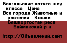 Бангальские котята шоу класса › Цена ­ 25 000 - Все города Животные и растения » Кошки   . Башкортостан респ.,Баймакский р-н